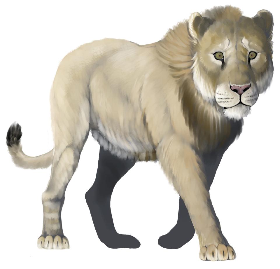 Illustration of an American lion. Only four fossil specimens have been discovered in Mississippi.