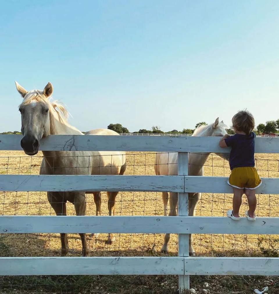 horses gaines farm