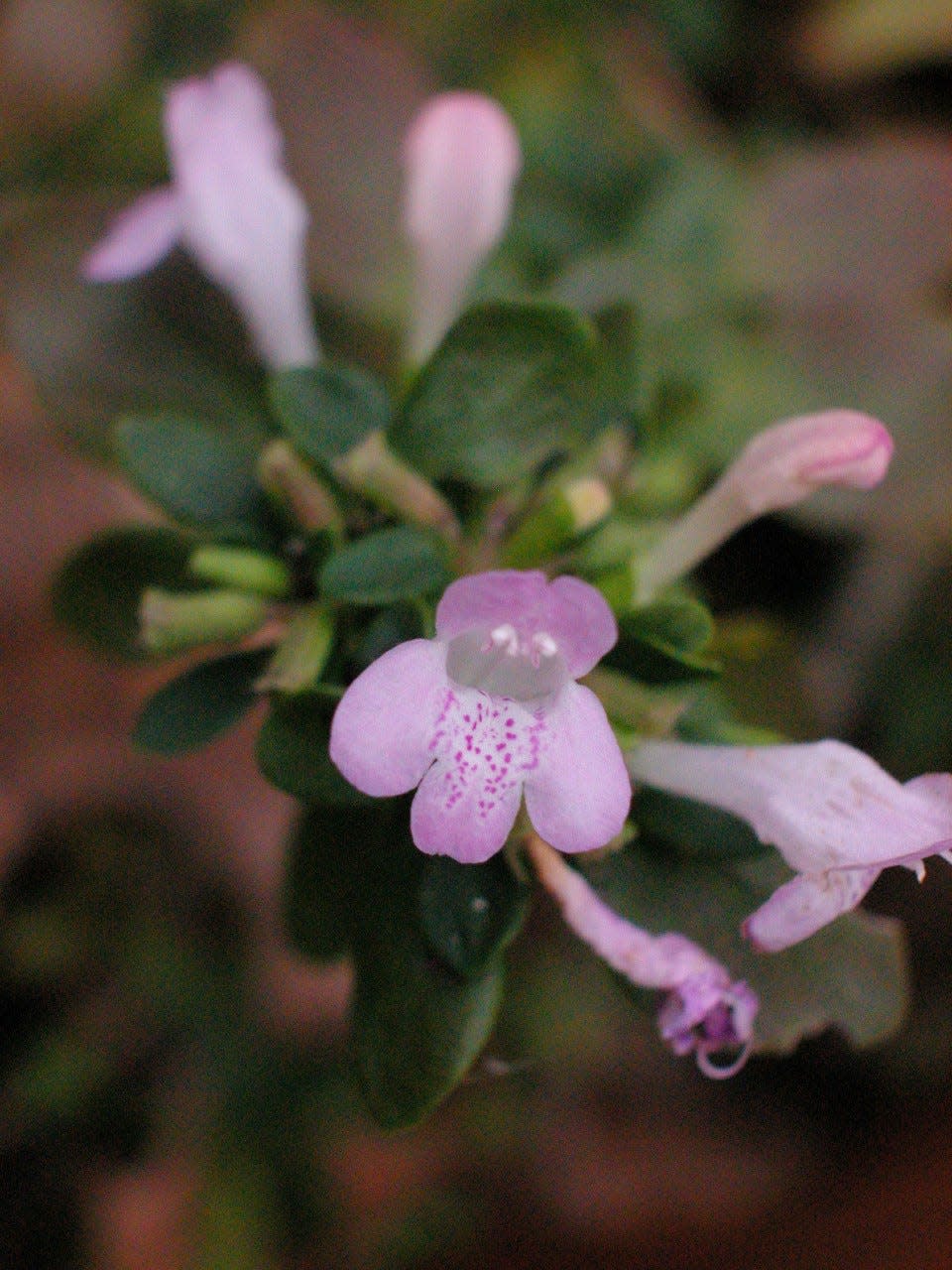 The flowers of the Georgia savory or Georgia calamint start to bloom this time of year.