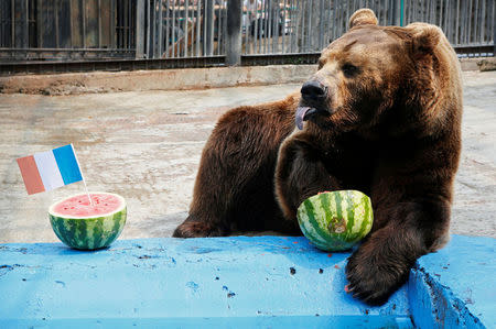 Buyan, a male Siberian brown bear, chooses Croatia while attempting to predict the result of the soccer World Cup final match between France and Croatia during an event at the Royev Ruchey Zoo in Krasnoyarsk, Russia July 14, 2018. REUTERS/Ilya Naymushin