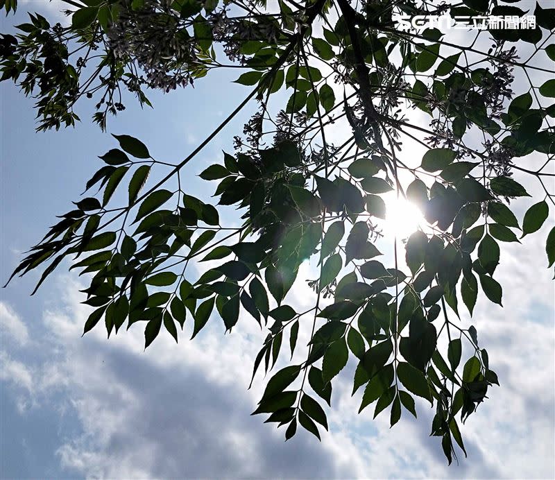 今日全台白天暖熱，南部高溫飆至36度。（圖／記者邱榮吉攝影）