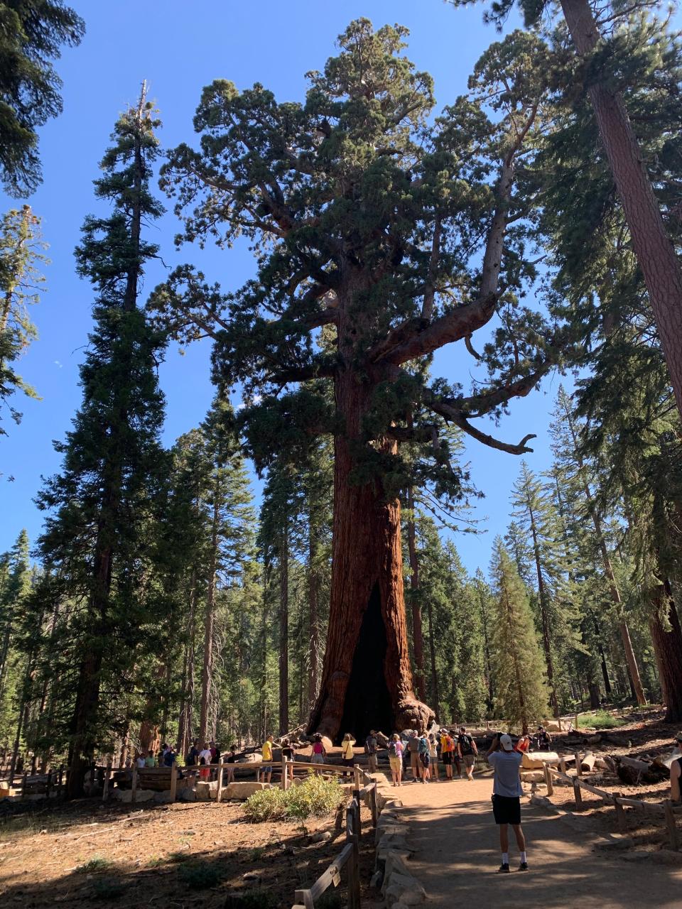 The Grizzly Giant is a giant sequoia tree in Yosemite National Forest's Mariposa Grove. The tree is 96 feet around, 25 feet across, 209 feet tall and estimated to be about 3,000 years old by the National Park Service.