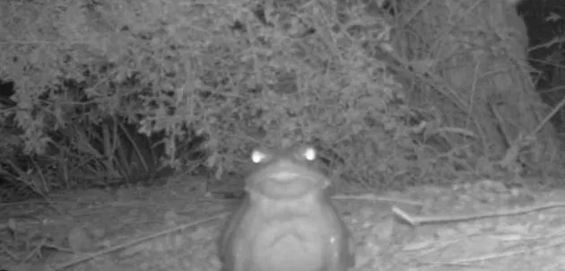 Avoid licking this Sonoran desert toad. (Photo: National Park Service)