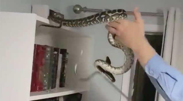 The snake was a medium-sized carpet python. Source: The Snake Catcher 24/7 Sunshine Coast