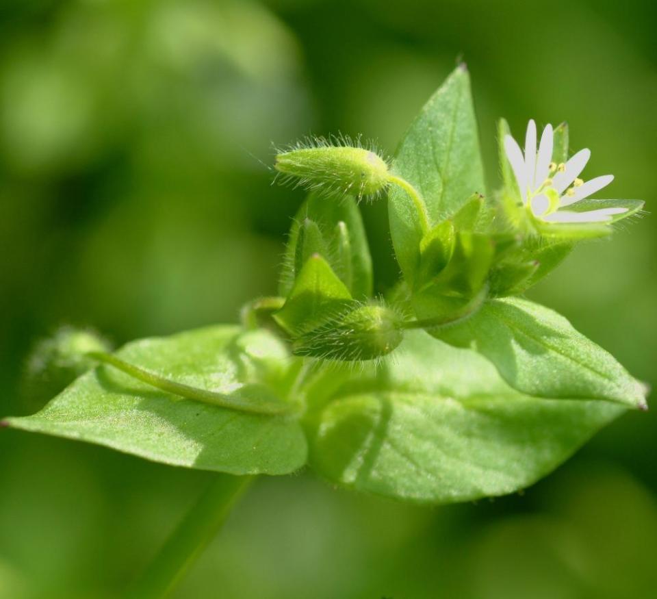 Chickweed.