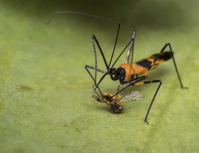 Assassin Bug Eating Prey