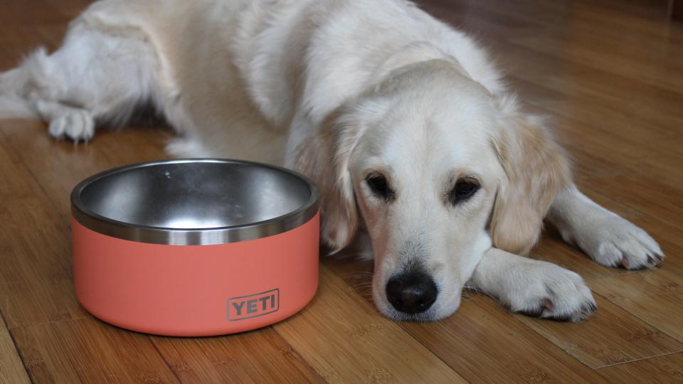 Best gifts for dog lovers: YETI Boomer Dog Bowl