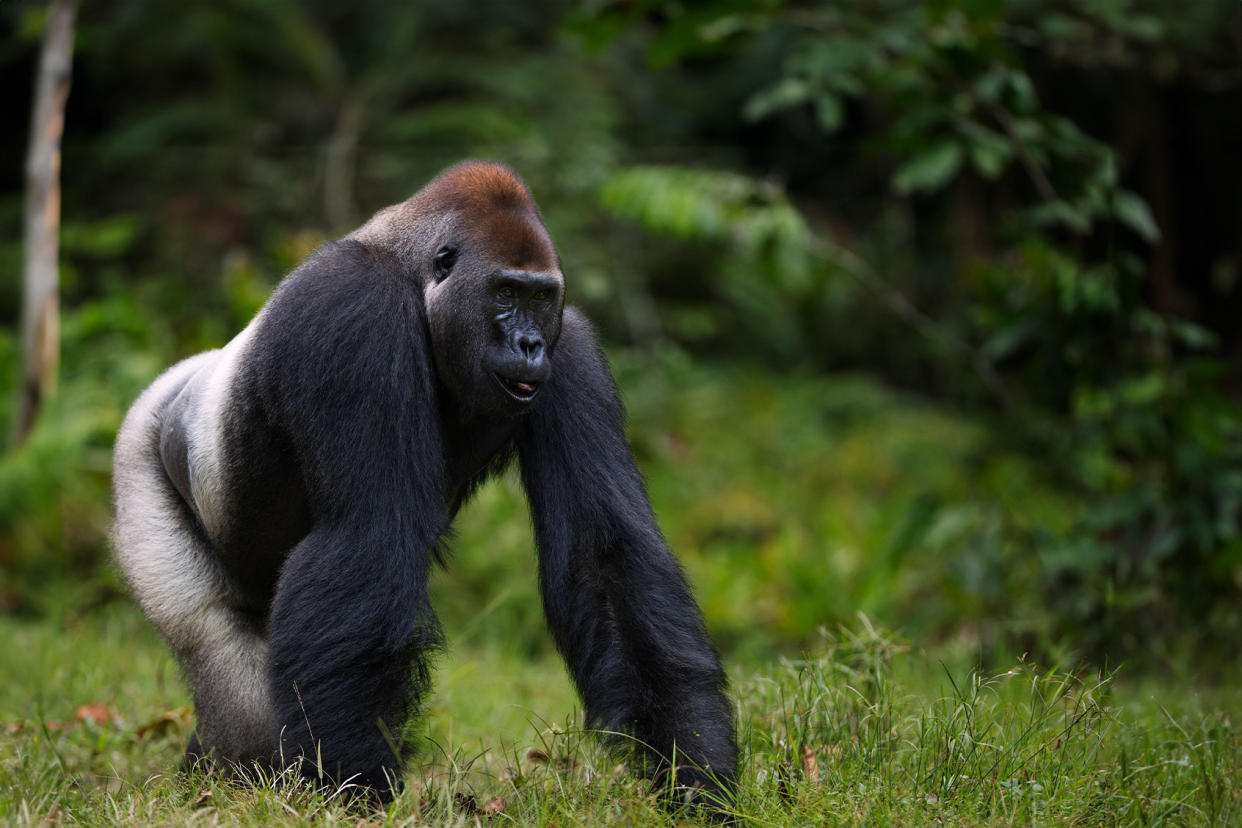 Western lowland gorilla Getty Images/Anup Shah