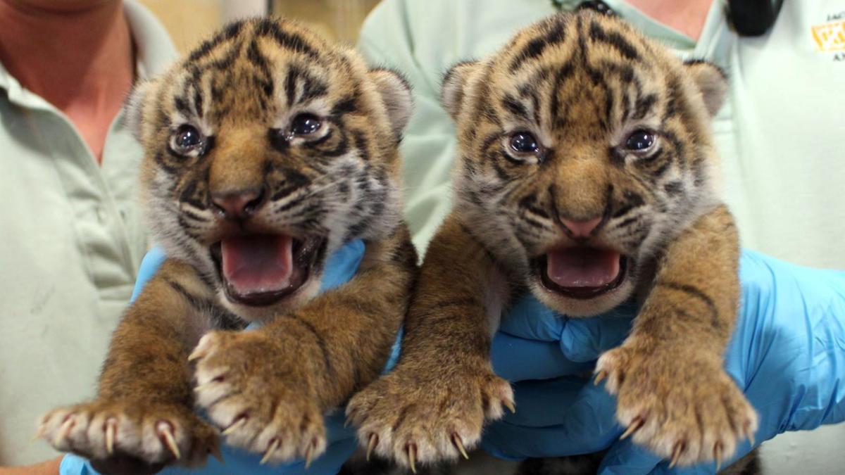 Twice as nice! Dallas Zoo welcomes twin Sumatran tiger cubs 4 months after  1st cub birth in 73 years