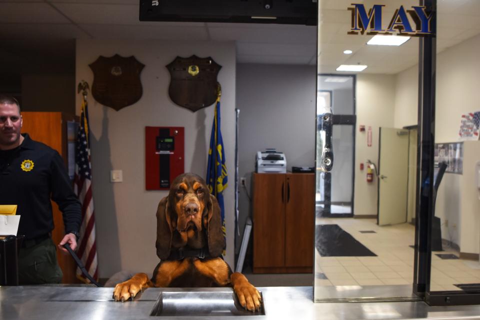 Remi, a bloodhound with the K-9 Unit of the Maywood Police Department, finds missing people by tracking their scent. Remi and Detective Christopher Nichols at the Maywood Police Station on Thursday January 16, 2020.