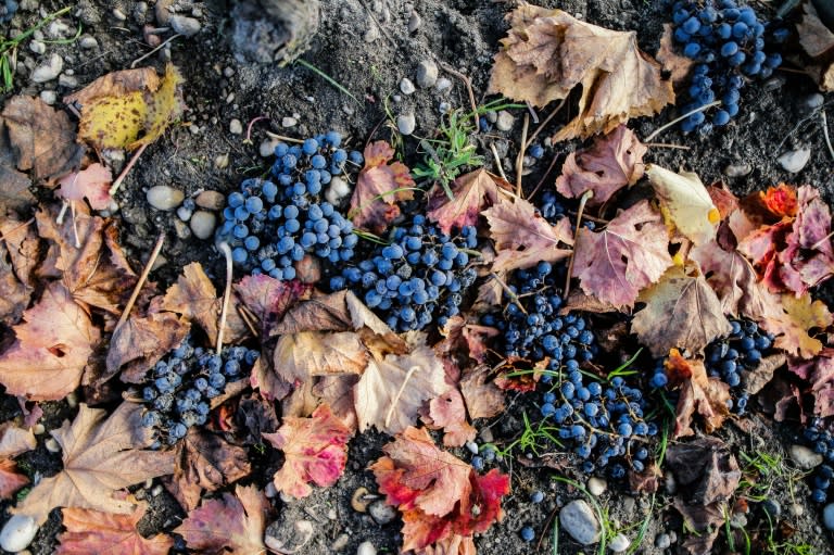 Disappearing vineyards have become another consequence of climate change, prompting companies to look for planting harvests elsewhere