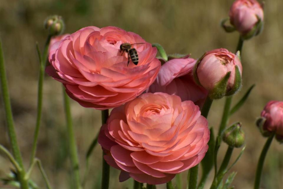 Las abejas zumban alrededor de las flores de ranúnculo en Sweet Girl Farms, de Liset García, en Reedley, el 17 de abril de 2023. García vende flores, frutas y verduras de la granja de su familia en Central Valley.