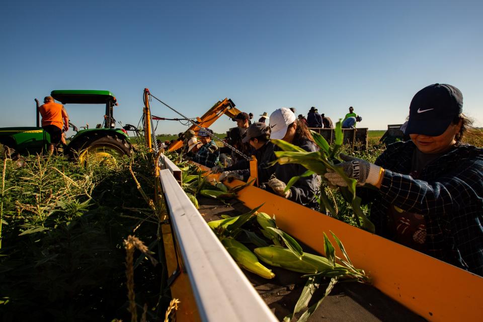 Workers pick and bag sweet corn at Deardorff Sweet Corn in Adel. The sweet corn season gets a late start due to a cold spring.