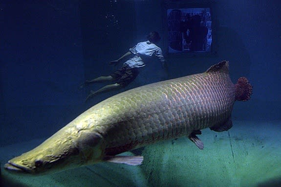 The arapaima (<i>Arapaima gigas</i>), called a pirarucu in Brazil, is one of the largest fish in South America. This fish was photographed in Manuas, Brazil, in 2007.