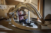 RETRANSMITTING CORRECTING THE INFORMATION ABOUT THE PROJECT FUNDING. Conservator Nigel Larkin begins work to dismantle a 40ft juvenile North Atlantic whale skeleton, the largest artefact within the Hull Maritime Museum's collection. (Photo by Danny Lawson/PA Images via Getty Images)