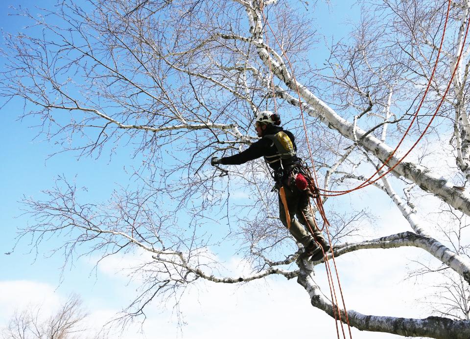New Hampshire Department of Energy and local utility providers Unitil and Eversource are warning about the dangers of tree trimming.