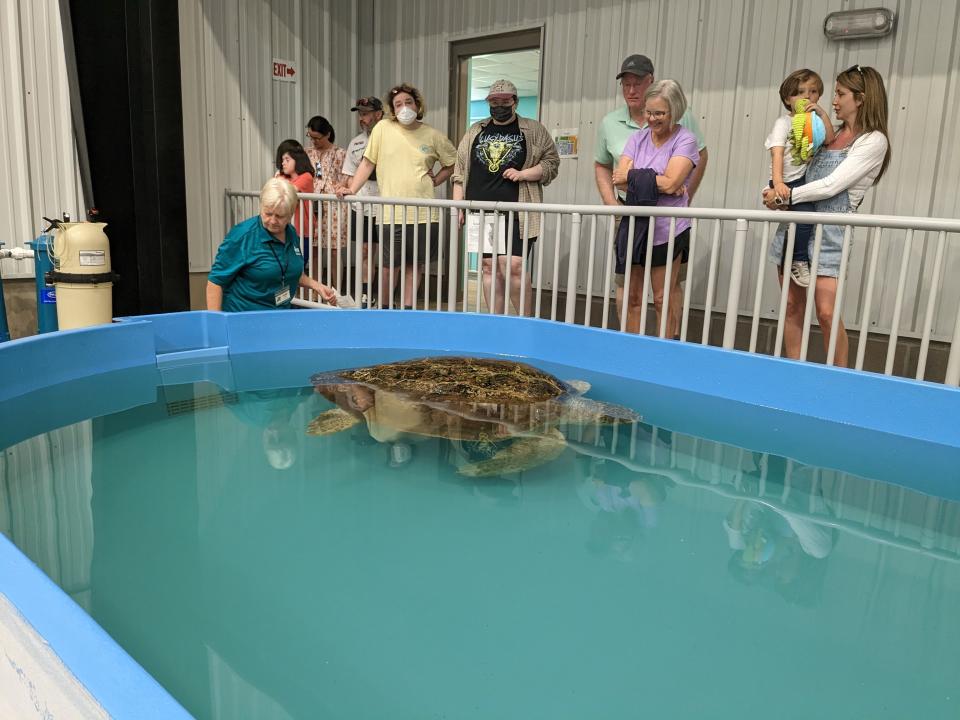 Visitors to the sea turtle hospital observe "Snooki," a 300-pound loggerhead that is unable to dive and thus can't be released back into the wild. She has been a resident of the hospital since fall 2016.