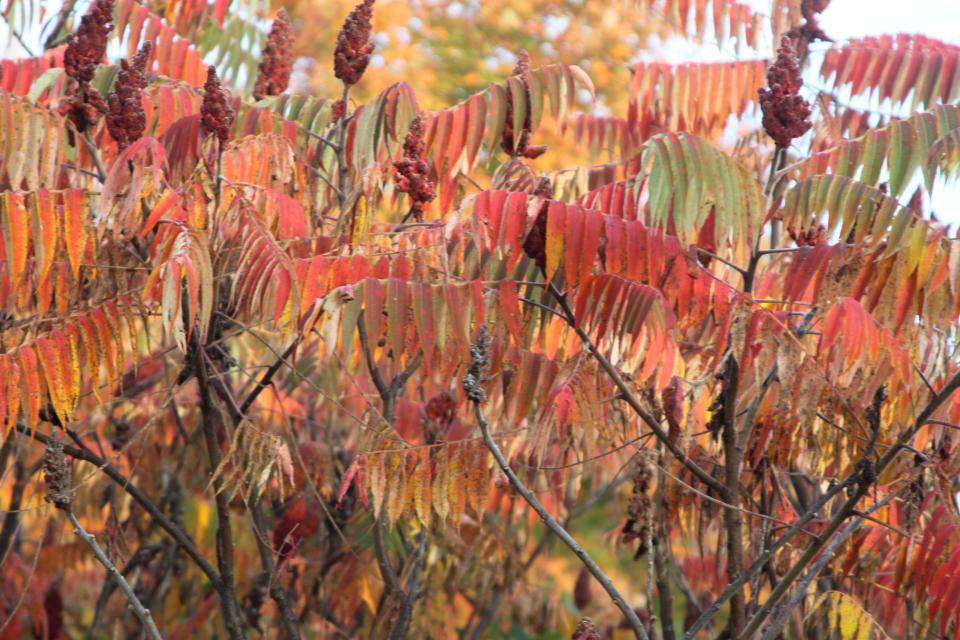 Much of Adirondack State Park in New York is covered with sugar maple trees, which produce a significant amount of maple syrup and explode with color during the fall.