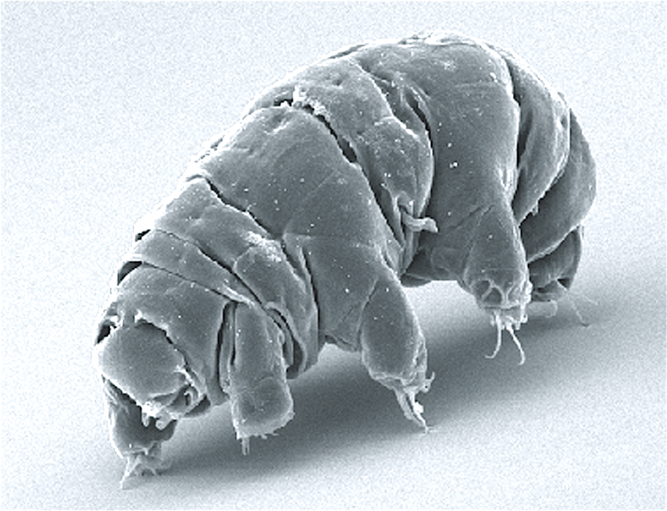 La especie <em>Milnesium tardigradum</em> en estado activo. <a href="https://fr.wikipedia.org/wiki/Tardigrada#/media/Fichier:SEM_image_of_Milnesium_tardigradum_in_active_state_-_journal.pone.0045682.g001-2.png" rel="nofollow noopener" target="_blank" data-ylk="slk:E. Schokraie, U. Warnken, A. Hotz-Wagenblatt, M.A. Grohme, S. Hengherr, et al. (2012).;elm:context_link;itc:0;sec:content-canvas" class="link ">E. Schokraie, U. Warnken, A. Hotz-Wagenblatt, M.A. Grohme, S. Hengherr, et al. (2012).</a>, <a href="http://creativecommons.org/licenses/by/4.0/" rel="nofollow noopener" target="_blank" data-ylk="slk:CC BY;elm:context_link;itc:0;sec:content-canvas" class="link ">CC BY</a>