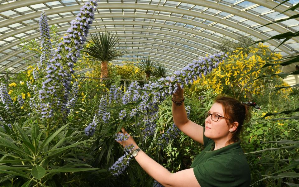 Horticultural apprentice Ellie-May Branford checks the growth and flowers of the echinacea plants and laburnum trees at the Botanic gardens of Wales, preparing for the likely re-opening at the end of March - RUSSELL SACH 