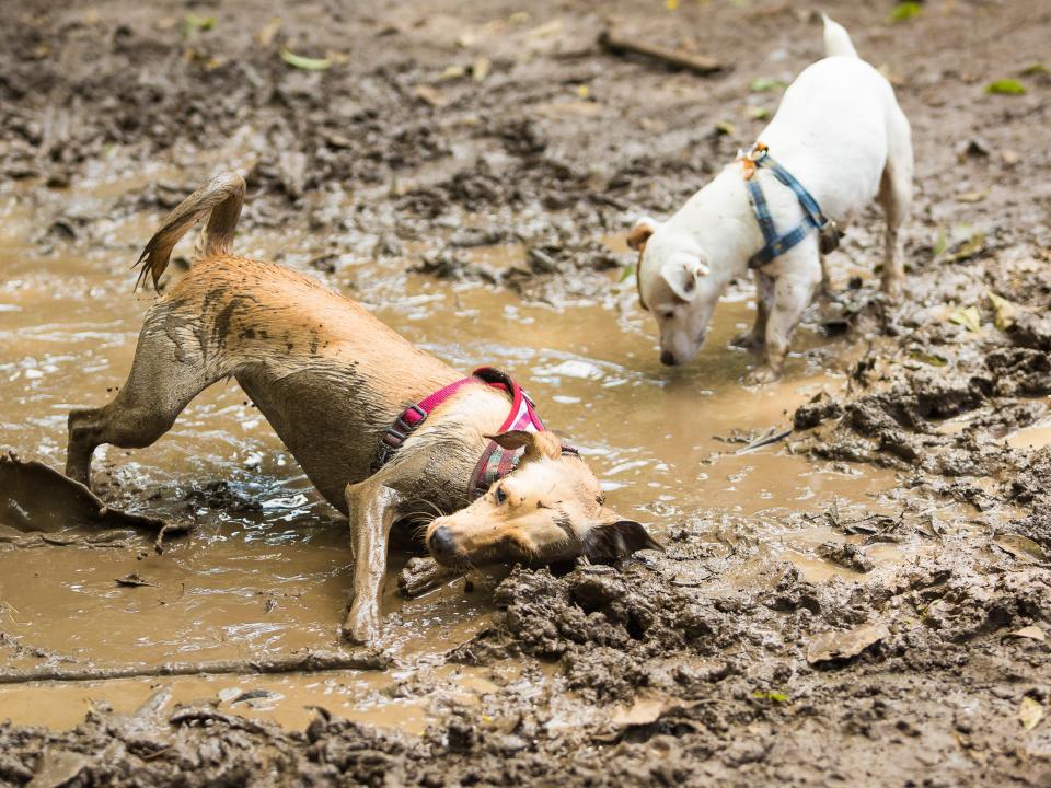 dogs in mud