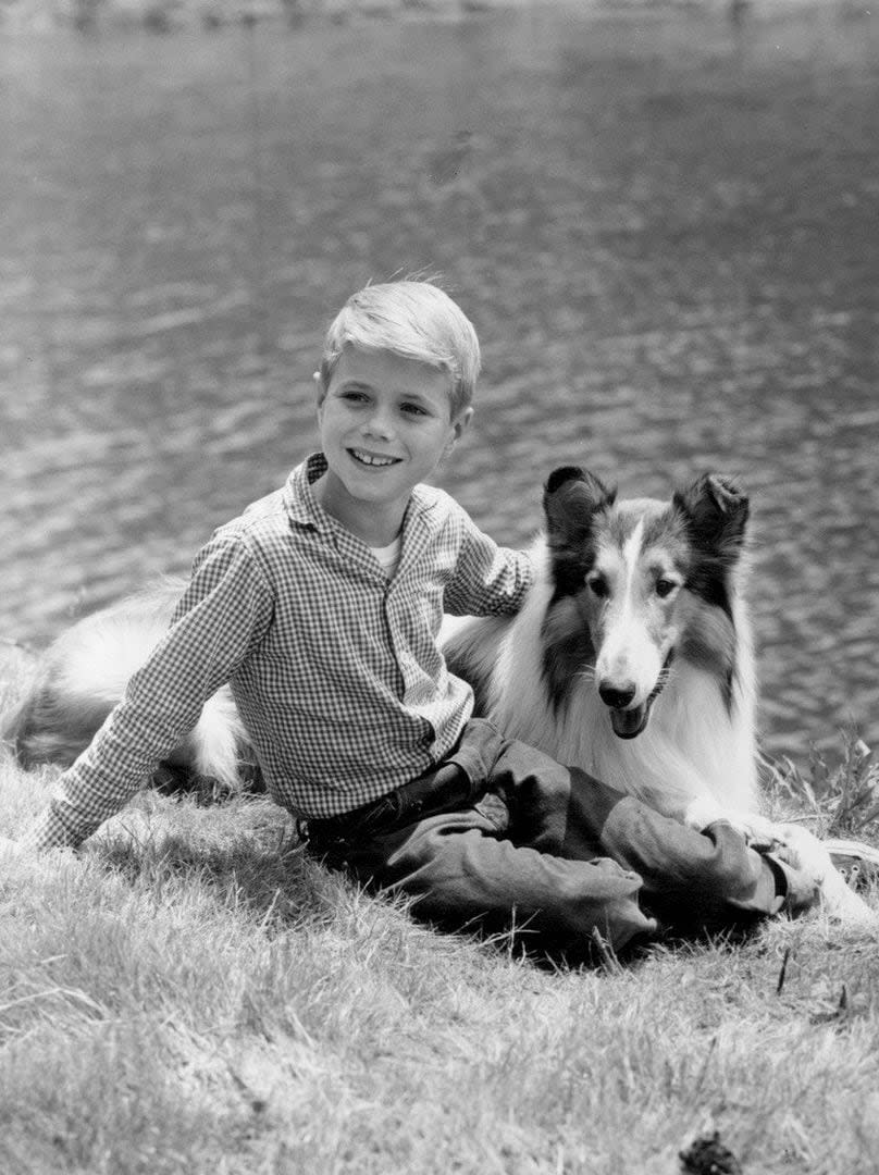 Lassie La Decepcionante Verdad Detrás De La Famosa Perra Que Dominó El