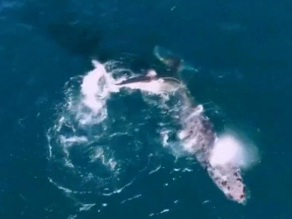 A great white shark attacks a weakened humpback whale in 'first verified report' of a shark successfully hunting the large mammal, says researcher: National Geographic