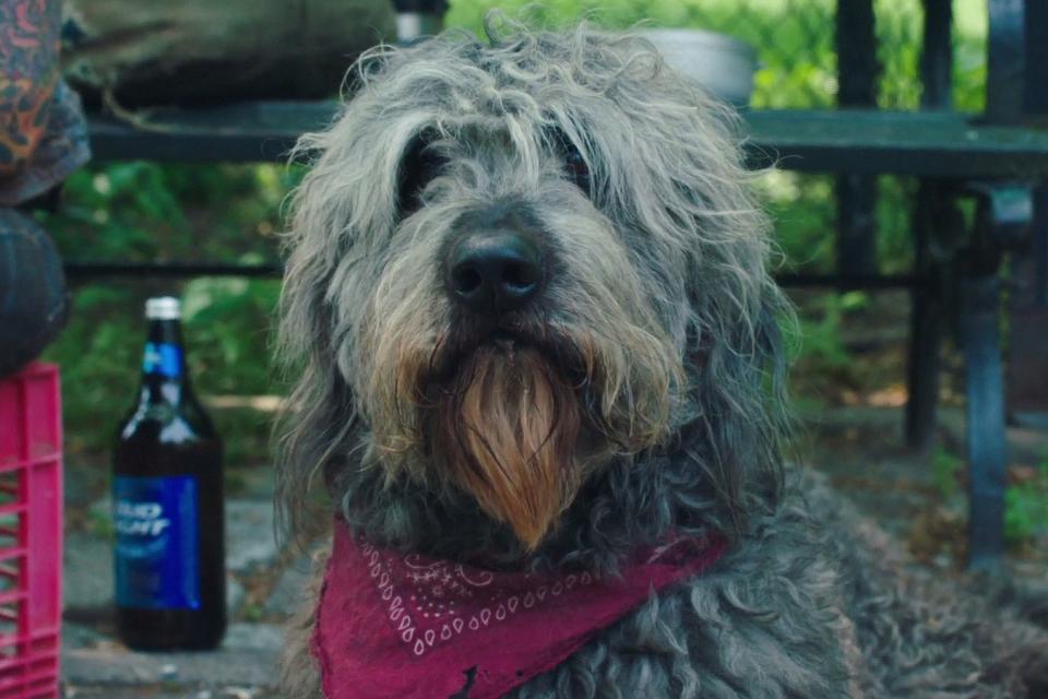 A long-haired gray dog wears a red handkerchief and stares soulfully at the camera.