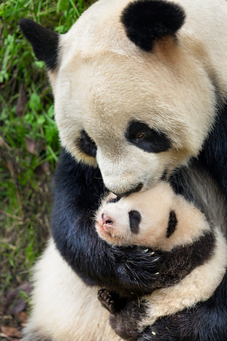 Giant pandas in Disneynature’s “Born in China.”
