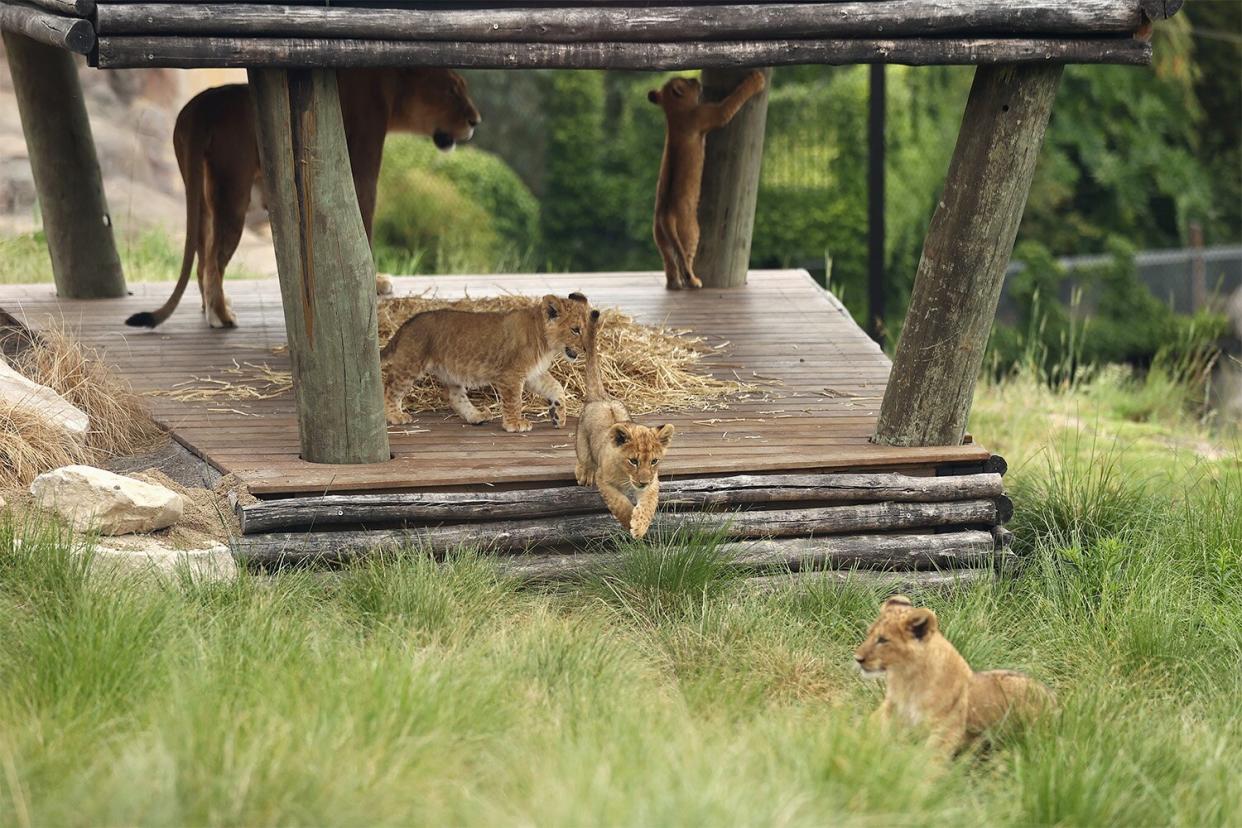 SYDNEY, AUSTRALIA - NOVEMBER 04: Lion cubs explores the African Savannah enclosure with their mother 'Maya' at Taronga Zoo on November 04, 2021 in Sydney, Australia. Five lion cubs born to mother 'Maya' and father 'Ato' make their debut to the public at twelve weeks old at Taronga Zoo. The lion cubs have been named by zoo supporters, the public and the zoo's carnivore keepers Khari, Luzuko, Malika, Zuri and Ayanna. (Photo by Cameron Spencer/Getty Images)