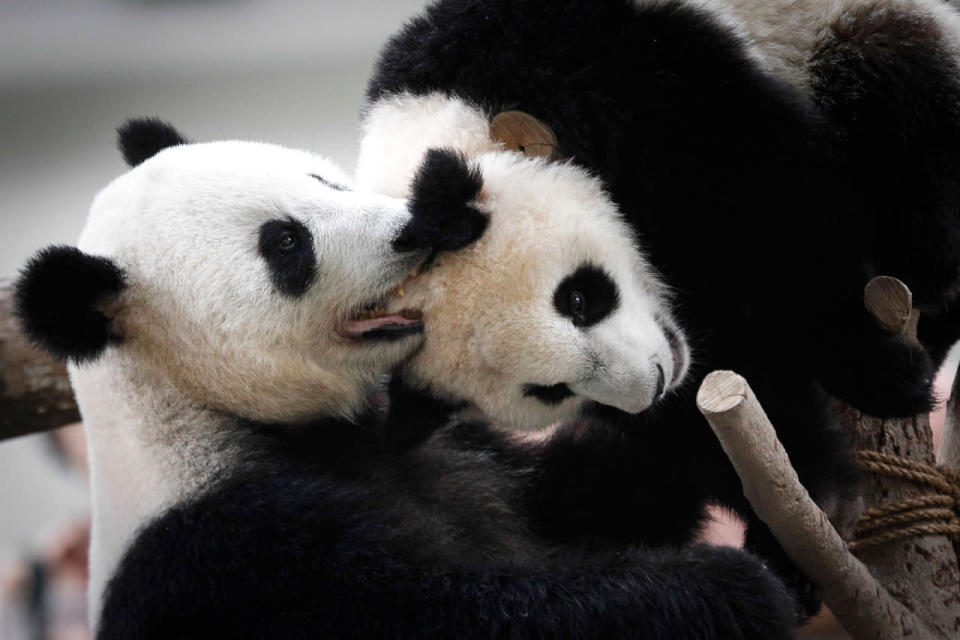 <p>Liang Liang, left, formerly known as Feng Yi, a female giant panda from China, plays with her one year old female cub Nuan Nuan, at the Giant Panda Conservation Center during her 10th birthday celebration at the National Zoo in Kuala Lumpur, Malaysia, Tuesday, Aug. 23, 2016. Two giant pandas have been on loan to Malaysia from China for 10 years since May 21, 2014 to mark the 40th anniversary of the establishment of diplomatic ties between the two nations. (AP Photo/Joshua Paul)</p>