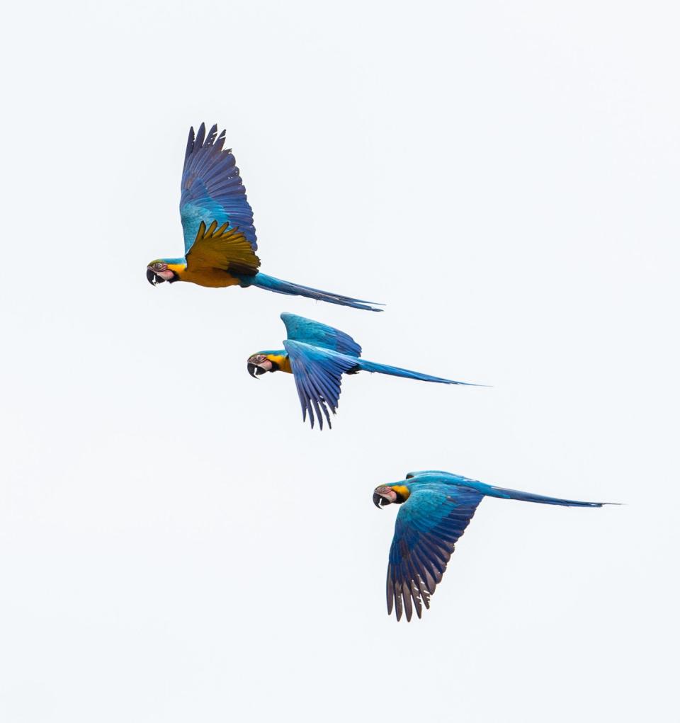 The blue-and-yellow macaw, also known as the blue-and-gold macaw, flying above the Tiputini River in Ecuador. (Photo: Neil Ever Osborne)