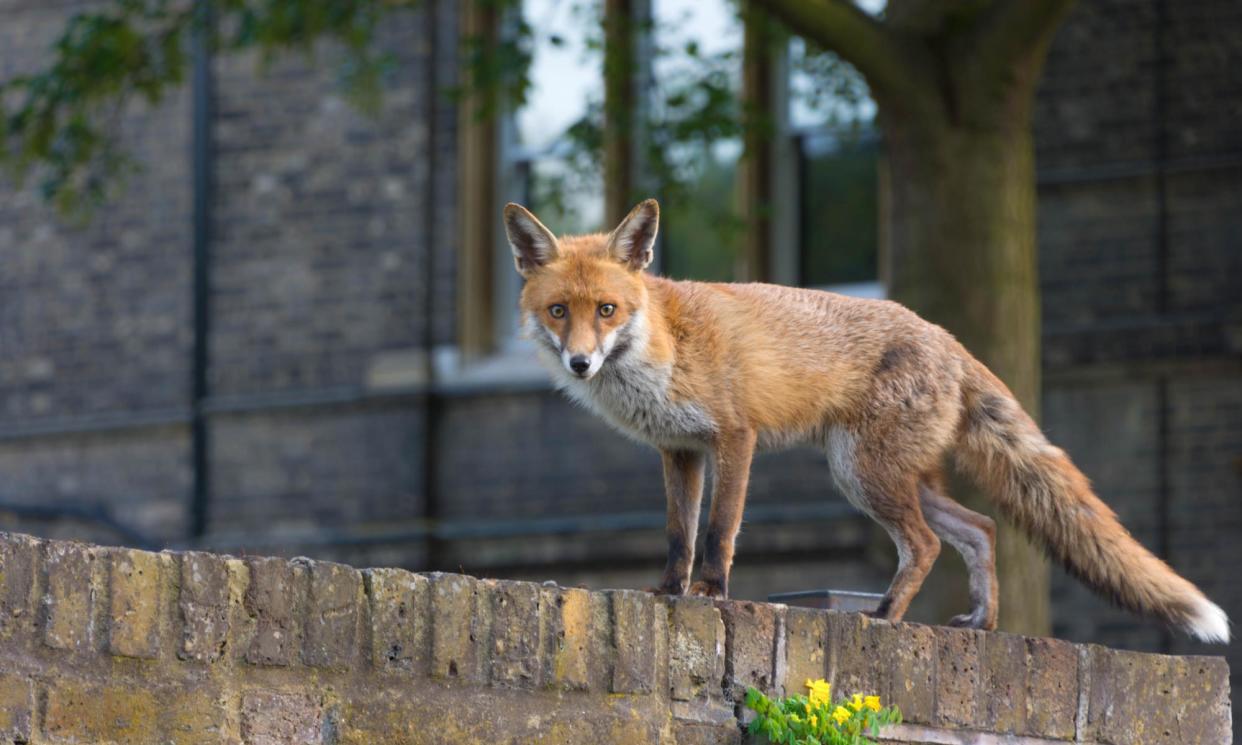 <span>Judith Flanders had to contend with foxes taking up residence in her London garden.</span><span>Photograph: Image by cuppyuppycake/Getty Images</span>