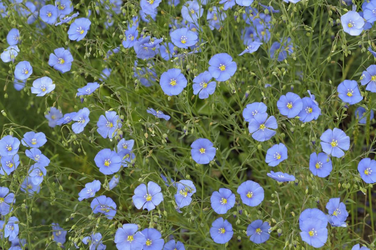 types of wildflowers blue flax