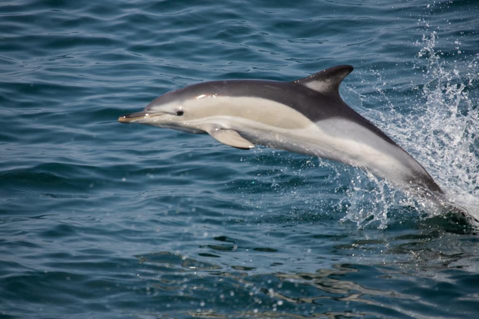 Side view of an Atlantic white-sided dolphin almost completely out of the water during its breach.