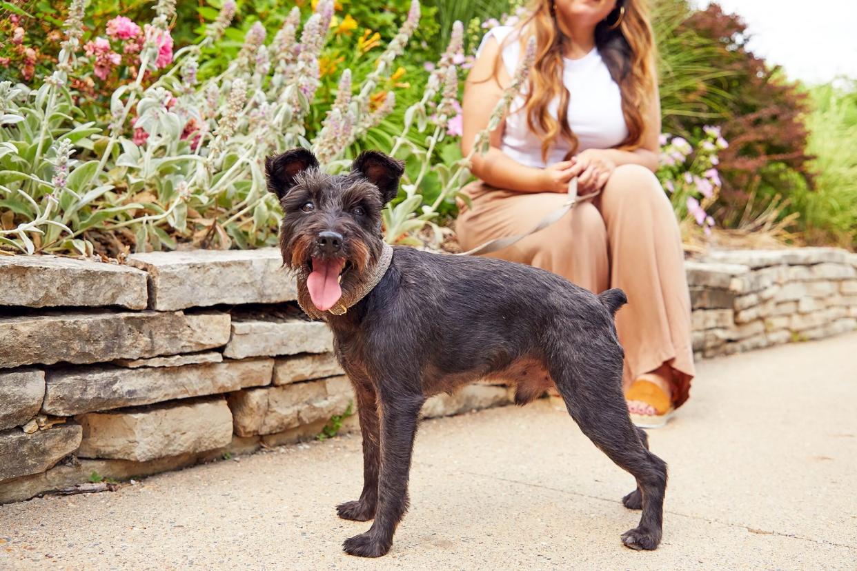 miniature Schnauzer on leash with woman