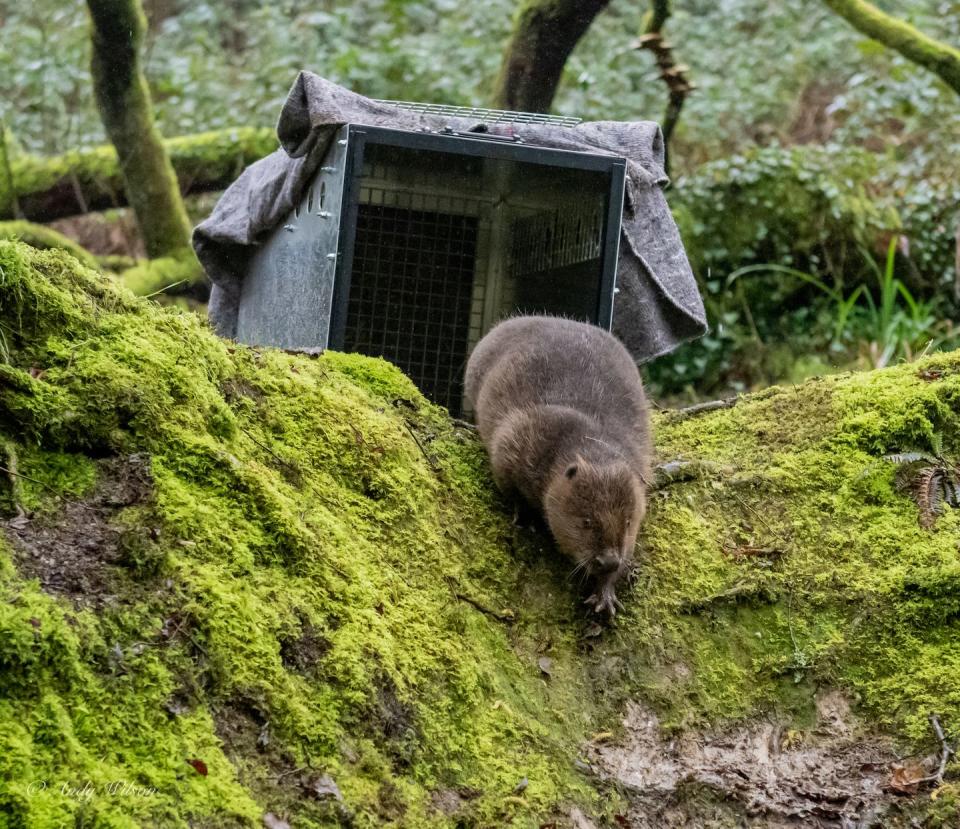 beavers released in cornwall