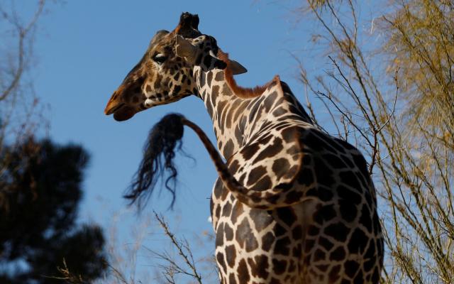 370 meilleures idées sur girafe en 2024