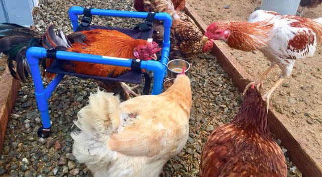 Roo was down in the dumps until his wheelchair turned up unannounced in California. Source: Facebook/ Funky Chicken