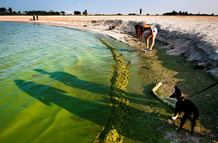 algal bloom algae toxic pond water