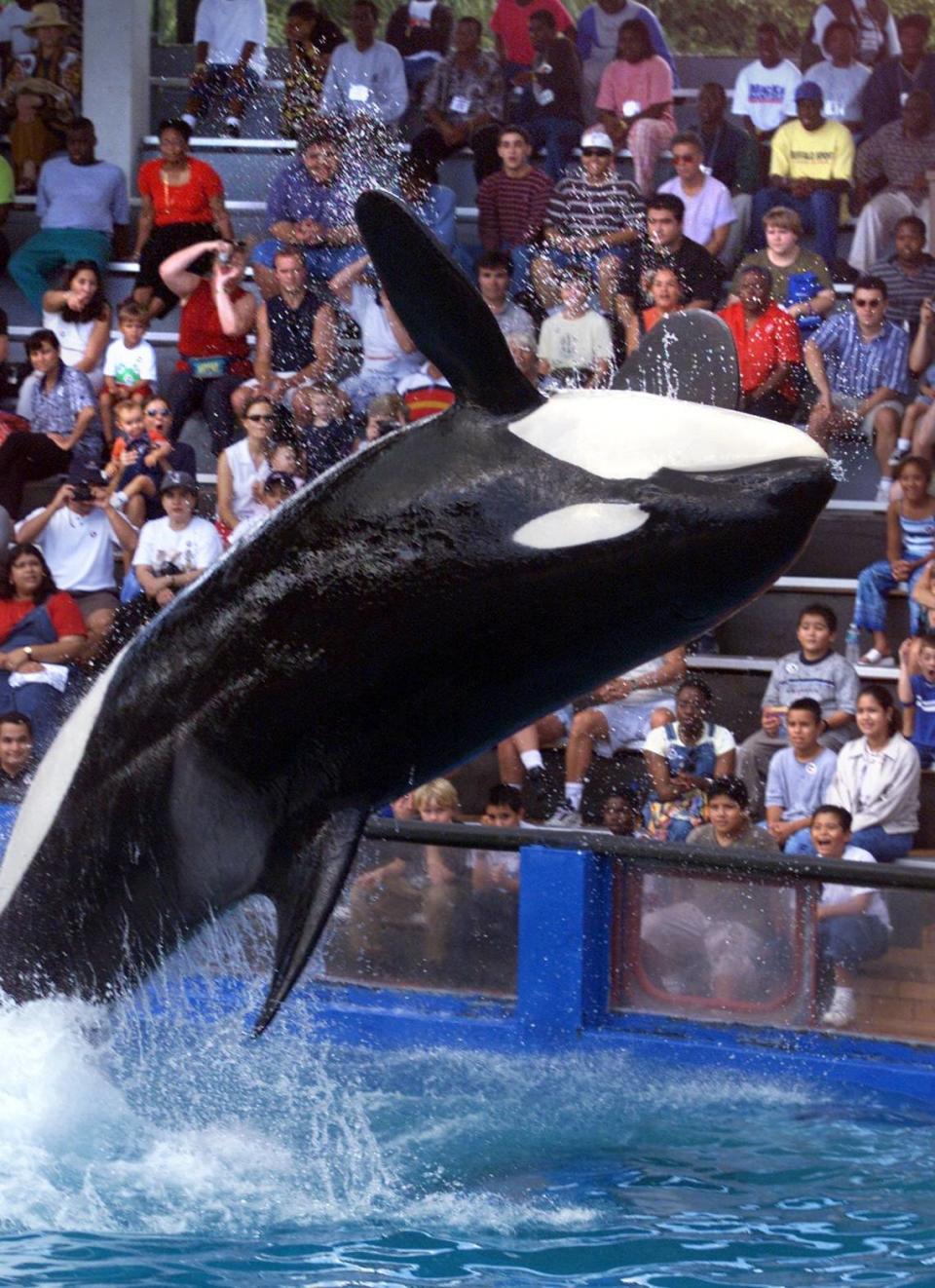 En esta foto de archivo del 12 de febrero de 2000, Lolita actúa en el Miami Seaquarium.