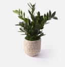 <p><strong>Urban Stems</strong></p><p>urbanstems.com</p><p><strong>$80.00</strong></p><p><a href="https://go.redirectingat.com?id=74968X1596630&url=https%3A%2F%2Furbanstems.com%2Fproducts%2Fplants%2Fthe-charleston%2FNF-K-00037.html&sref=https%3A%2F%2Fwww.esquire.com%2Flifestyle%2Fg27022031%2Fbest-gifts-for-mother-in-law-ideas%2F" rel="nofollow noopener" target="_blank" data-ylk="slk:Shop Now" class="link ">Shop Now</a></p><p>If you think she’d like something longer-lasting than flowers, this vibrant plant will get refreshing oxygen flowing in her home. Shipping is next-day, and the pot is included.</p>