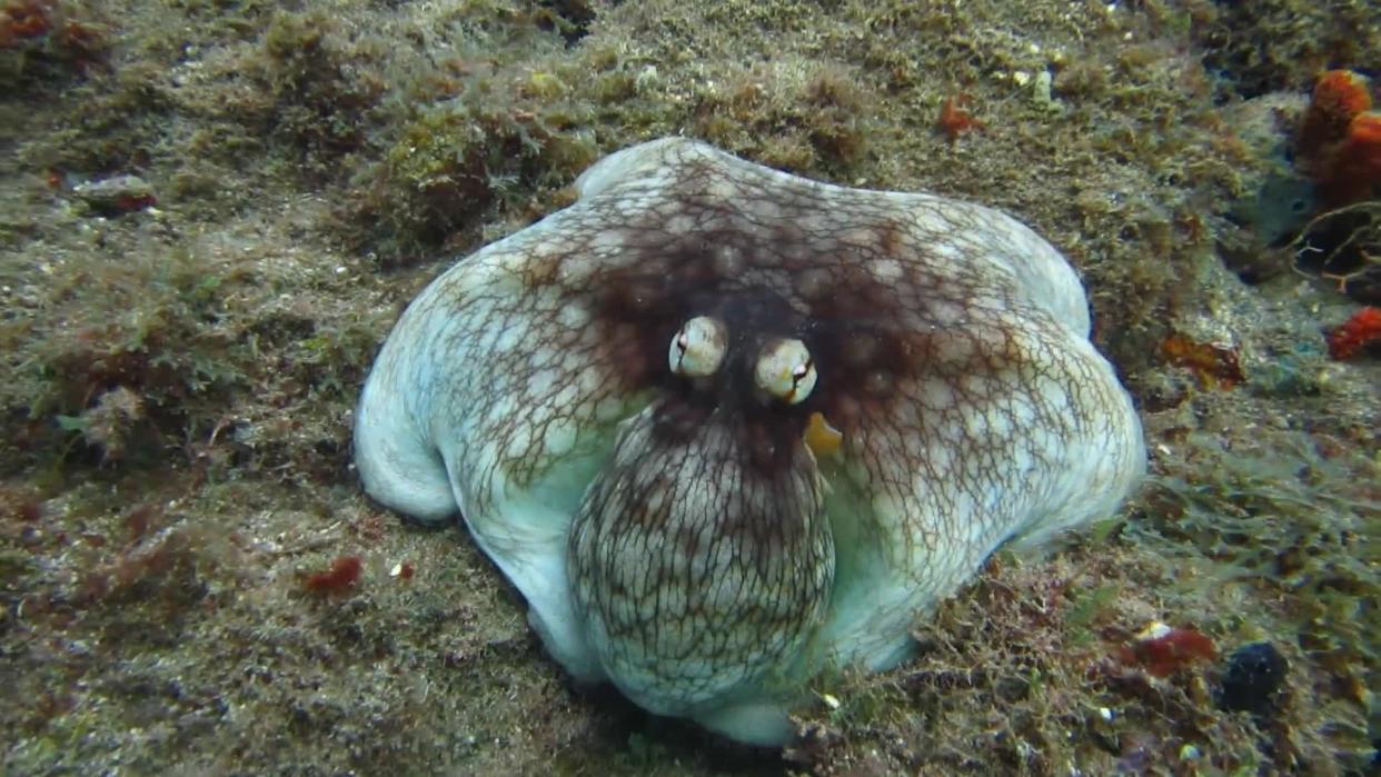 Octopus Emerges from Reef Camouflage