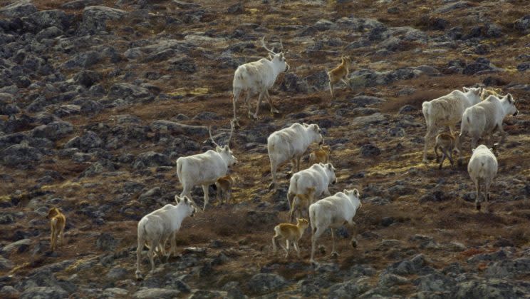 Thousands of Caribou mothers and calves take part in the animal kingdom’s longest overland migration. (Photo: BBC)