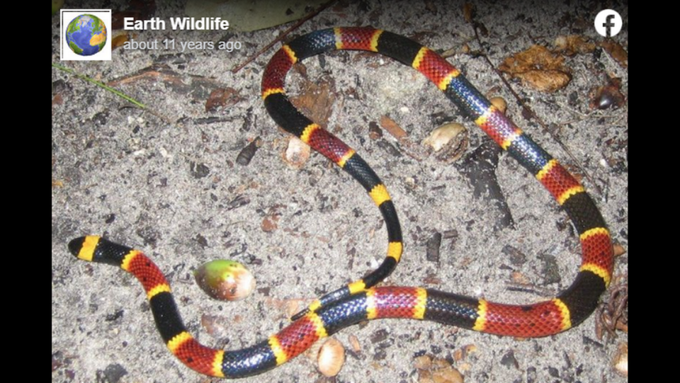 This is the elaborate color scheme experts typically expect to see in an eastern coral snake.