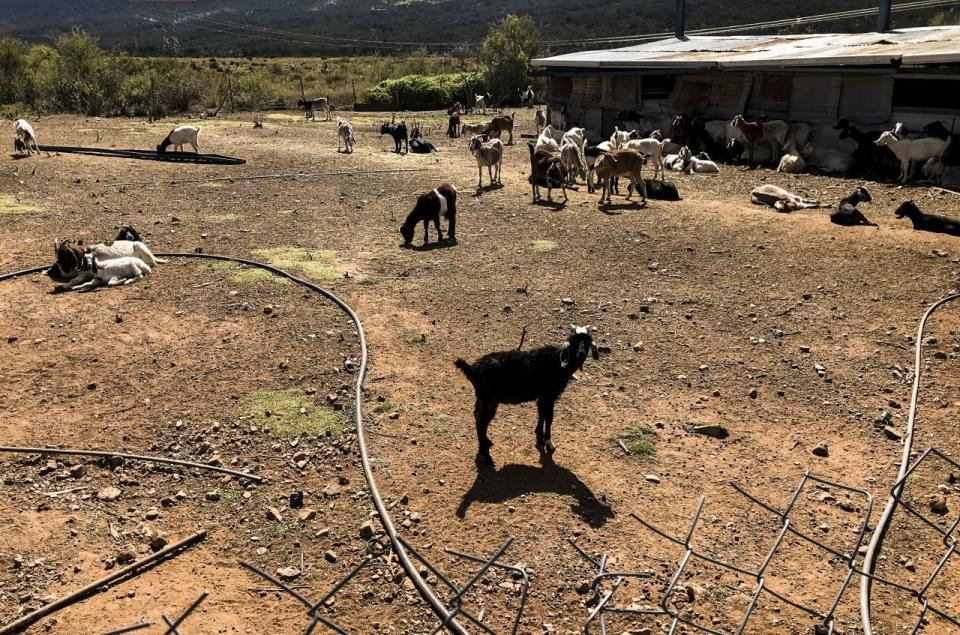 Roberto de la Rosa, campesino, chivero y defensor del medio ambiente, se mantiene en resistencia y defensa legal  en contra de la mina Tayahua, del grupo Frisco, perteneciente al empresario Carlos Slim HelÃº.