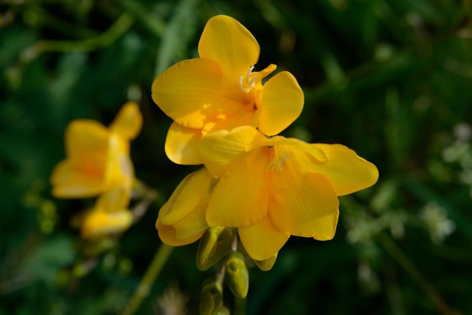 freesia x hybrida