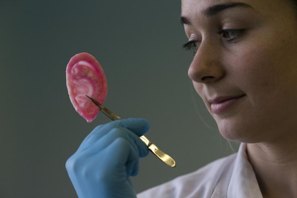 Dr Michelle Griffin, a plastic research fellow, poses for photographs with a synthetic polymer ear at her research facility in the Royal Free Hospital in London, Monday, March 31, 2014. In a north London hospital, scientists are growing noses, ears and blood vessels in the laboratory in a bold attempt to make body parts using stem cells. It is among several labs around the world, including in the U.S., that are working on the futuristic idea of growing custom-made organs in the lab. While only a handful of patients have received the British lab-made organs so far— including tear ducts, blood vessels and windpipes — researchers hope they will soon be able to transplant more types of body parts into patients, including what would be the world's first nose made partly from stem cells. "It's like making a cake," said Alexander Seifalian at University College London, the scientist leading the effort. "We just use a different kind of oven." (AP Photo/Matt Dunham)