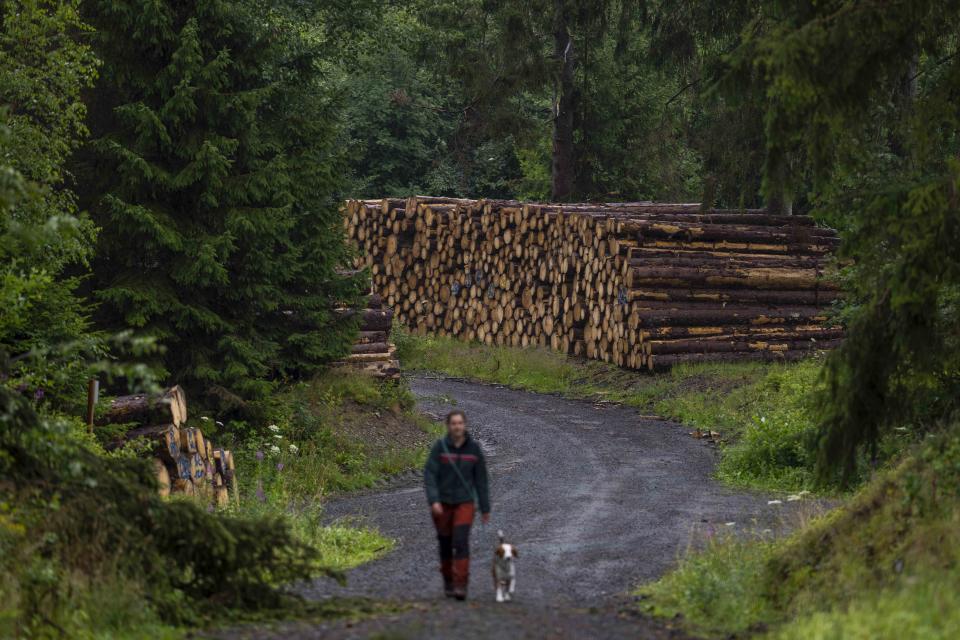 Spruce trees felled due to infestation by spruce bark beetles lie in the Lower-Saxony state forests at the Harz mountains near Clausthal-Zellerfeld, Germany, Thursday, July 27, 2023. The tiny insects have been causing outsized devastation to the forests in recent years, with officials grappling to get the pests under control before the spruce population is entirely decimated. (AP Photo/Matthias Schrader)