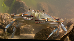 Close-up view of a blue crab from the new MPT documentary Creatures of the Chesapeake. The half-hour special uses macro photography to provide a rare, up-close look at some of the bay’s most iconic and unusual species.